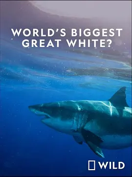 Worlds Biggest Great White Shark